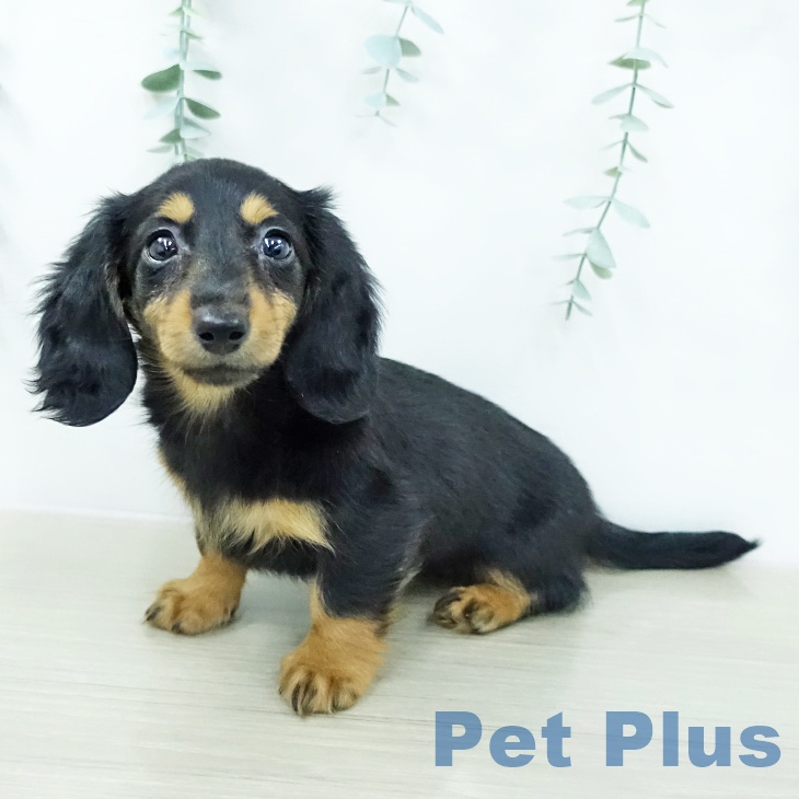 カニーンヘン・ダックスフンド