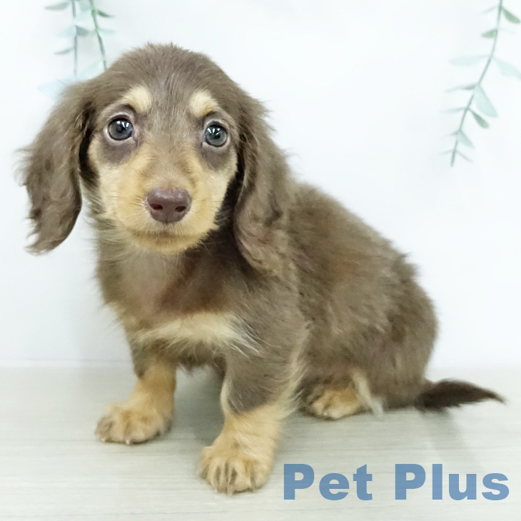 カニーンヘン・ダックスフンド