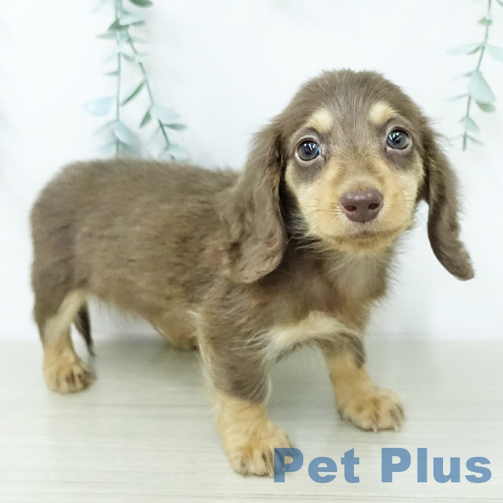 埼玉県のカニンヘンダックスフンド(ロング) (ペットプラス ららぽーと富士見店/2026年1月14日生まれ/男の子/チョコレートタン)の子犬の2枚目の画像