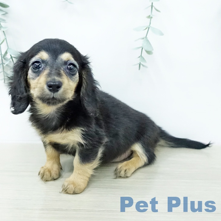 カニーンヘン・ダックスフンド