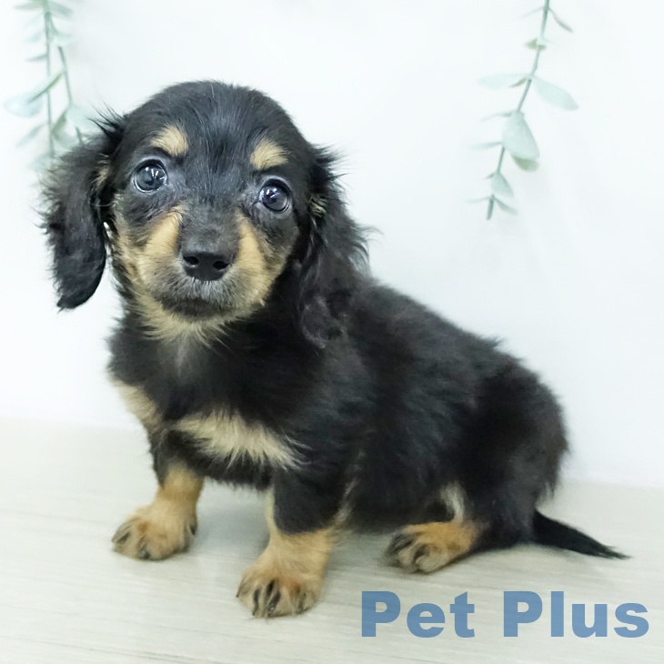 カニーンヘン・ダックスフンド