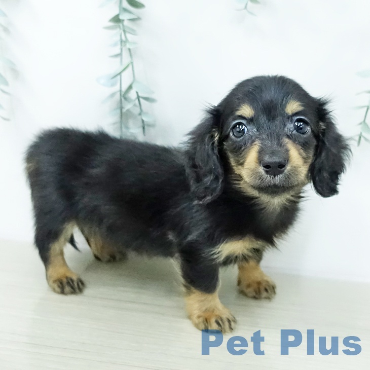 カニーンヘン・ダックスフンドの写真2