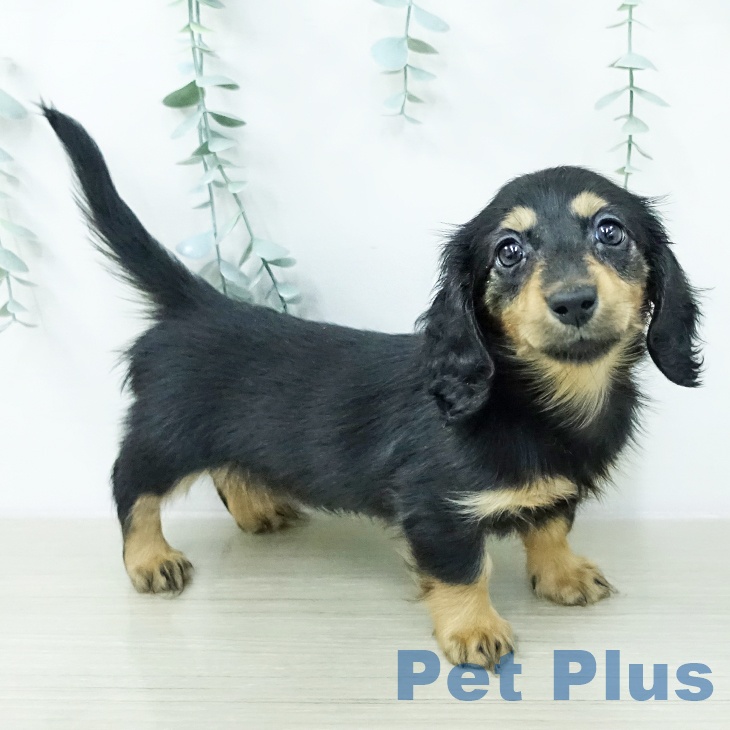 カニーンヘン・ダックスフンド