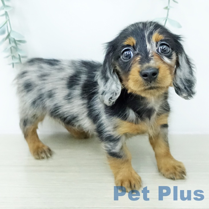 カニーンヘン・ダックスフンドの写真2