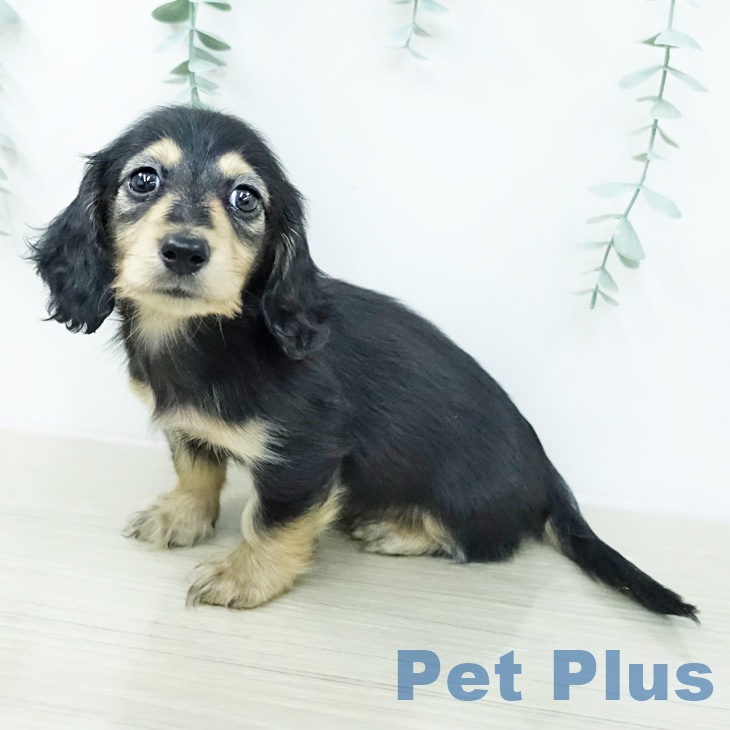 カニーンヘン・ダックスフンド