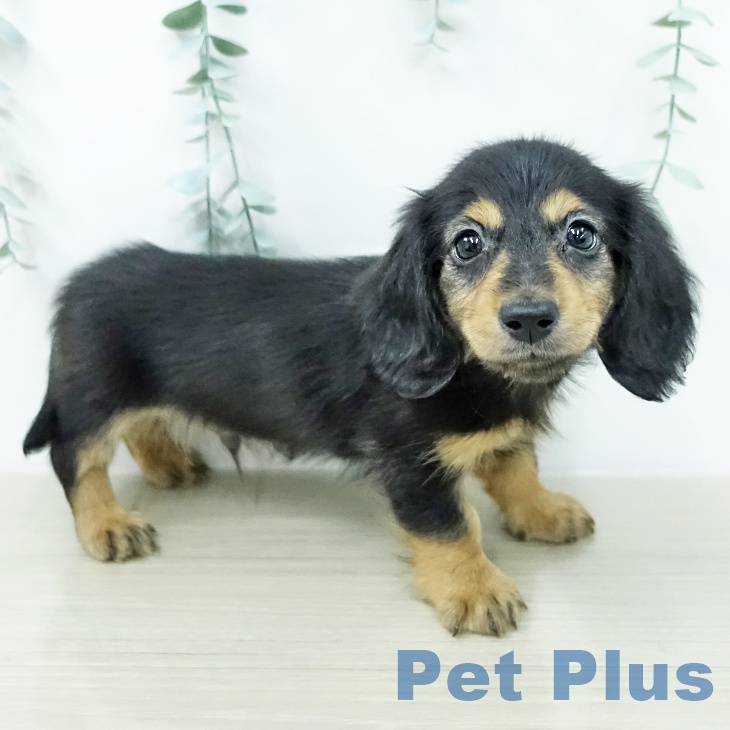 カニーンヘン・ダックスフンドの写真2