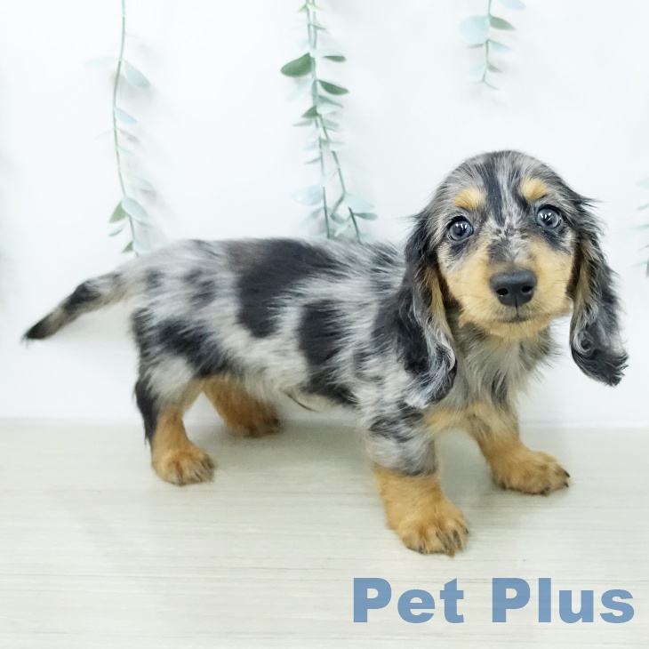 カニーンヘン・ダックスフンドの写真2