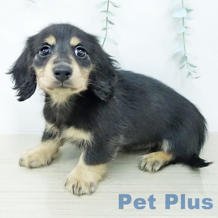 カニーンヘン・ダックスフンド