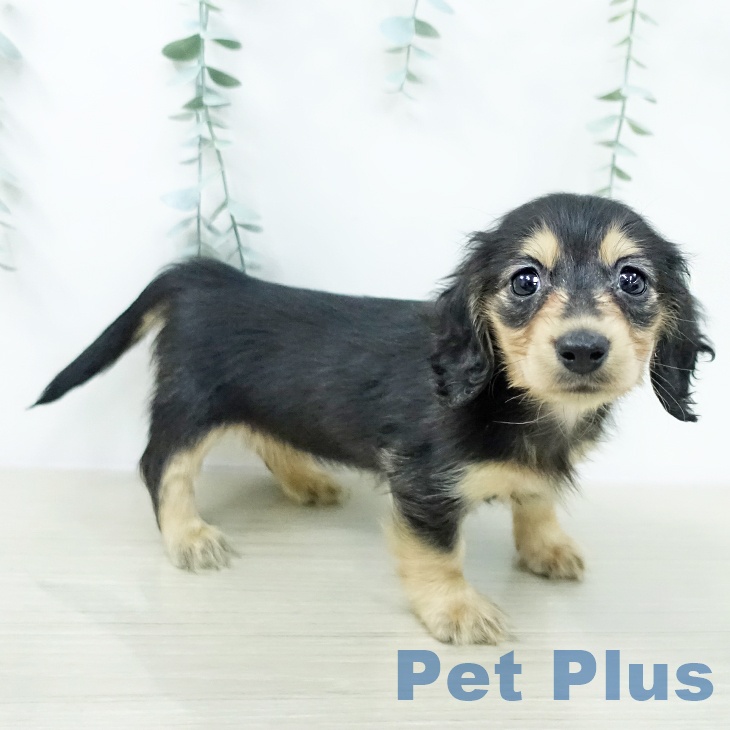 カニーンヘン・ダックスフンドの写真2