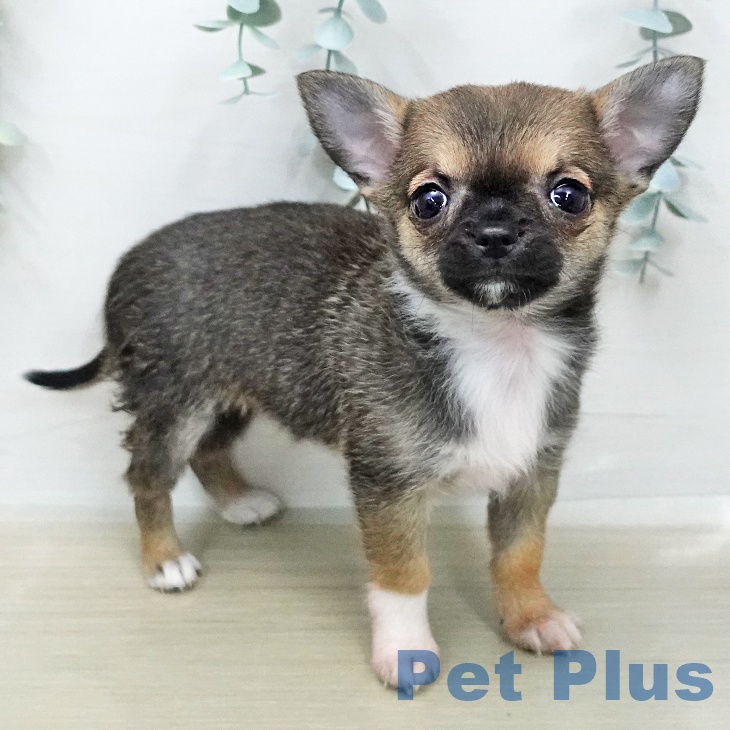 埼玉県のチワワ(ロング) (ペッツワン 吉川美南店/2026年1月14日生まれ/女の子/セーブルホワイト)の子犬の2枚目の画像