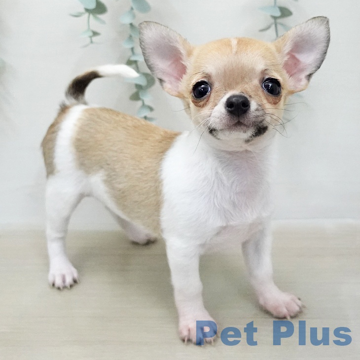 長野県のチワワ(ロング) (ペットプラス 長野店/2026年1月14日生まれ/女の子/ホワイトフォーンセーブル)の子犬の2枚目の画像