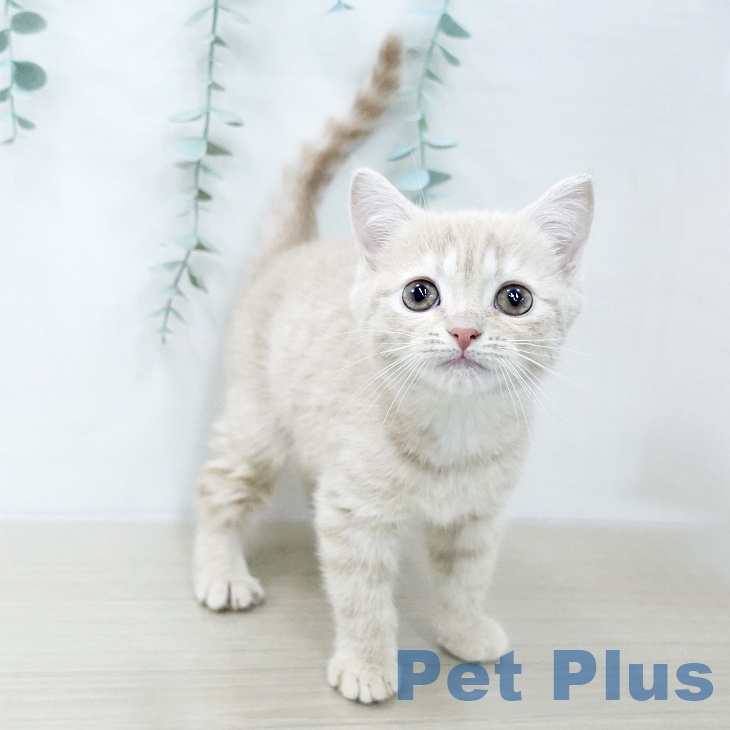 スコティッシュフォールド