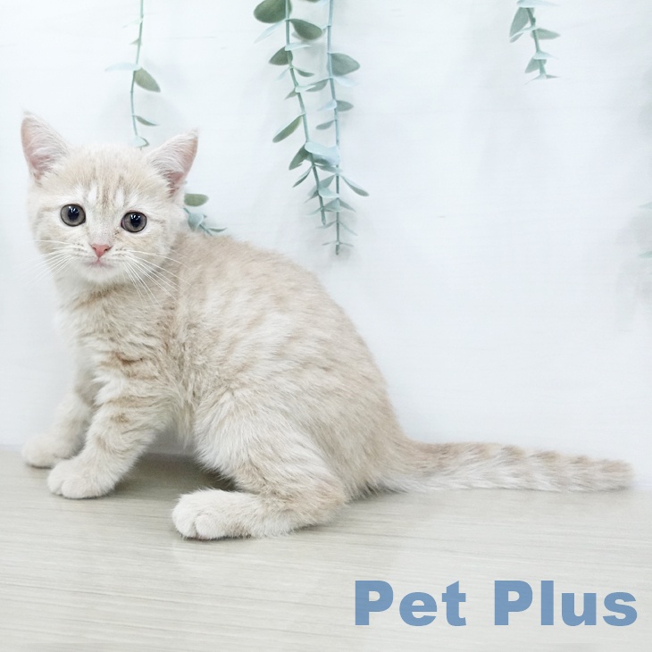 スコティッシュフォールド