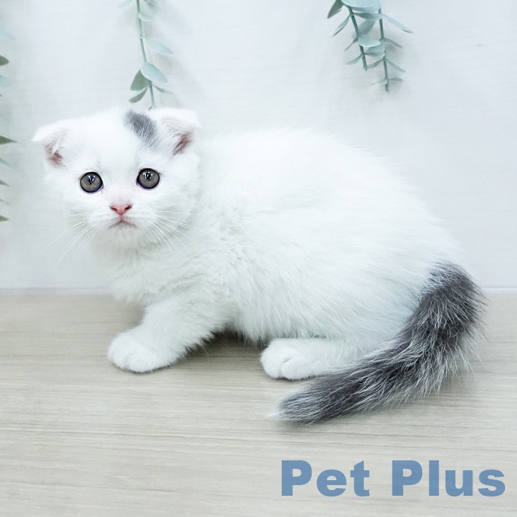 スコティッシュフォールドの写真2