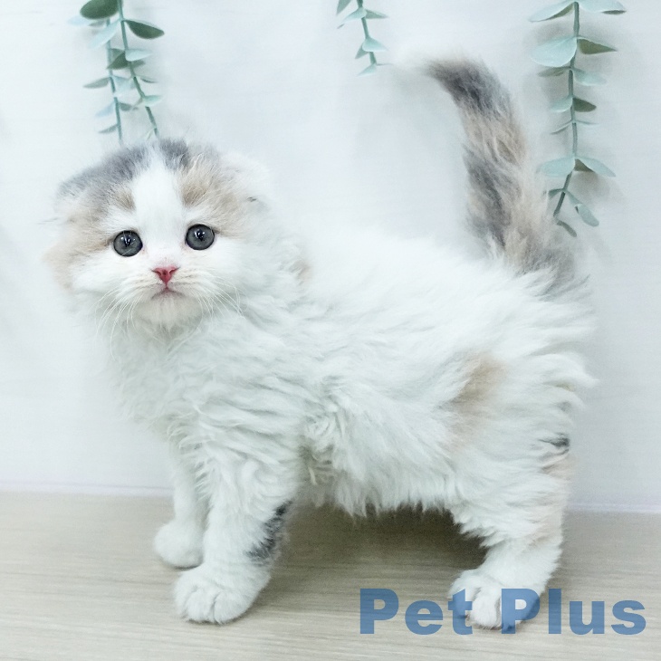 東京都のスコティッシュフォールド (ペットプラス 大井町トラックス店/2026年1月14日生まれ/女の子/ダイリュートキャリコ)の子猫の1枚目の画像