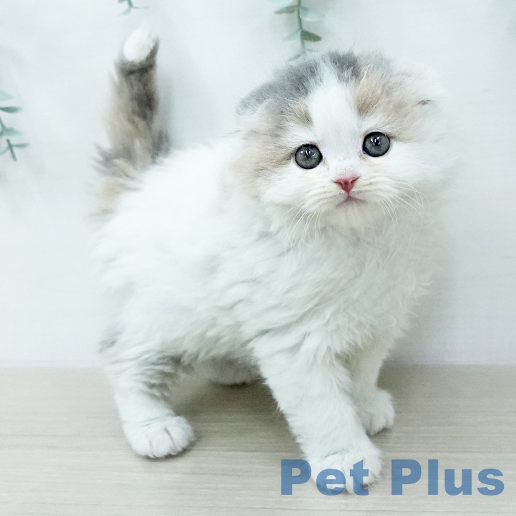 東京都のスコティッシュフォールド (ペットプラス 大井町トラックス店/2026年1月14日生まれ/女の子/ダイリュートキャリコ)の子猫の2枚目の画像