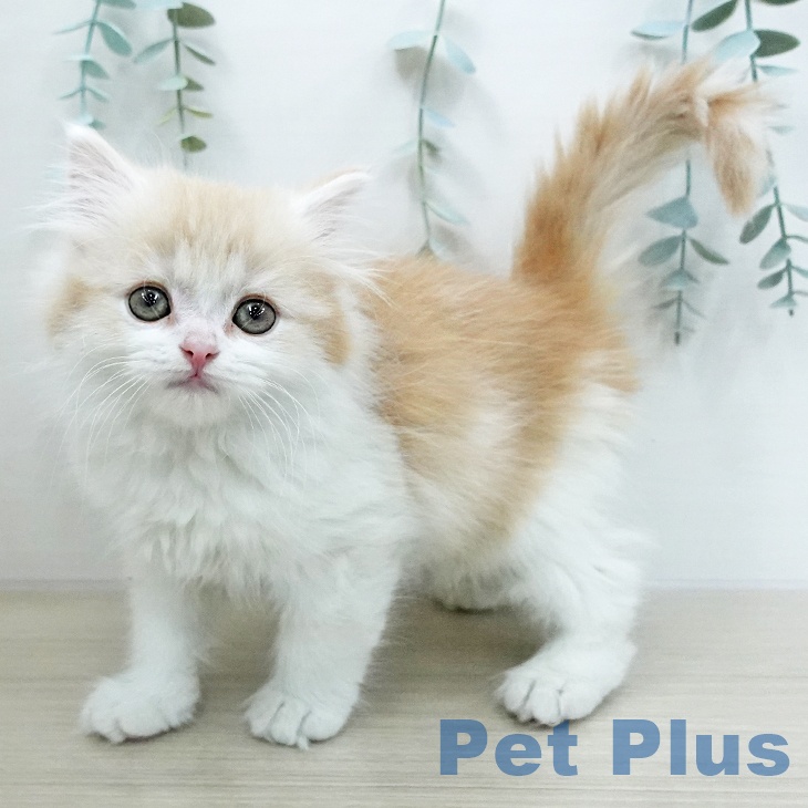 スコティッシュフォールド