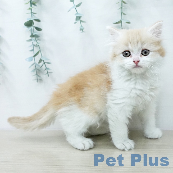 スコティッシュフォールドの写真2