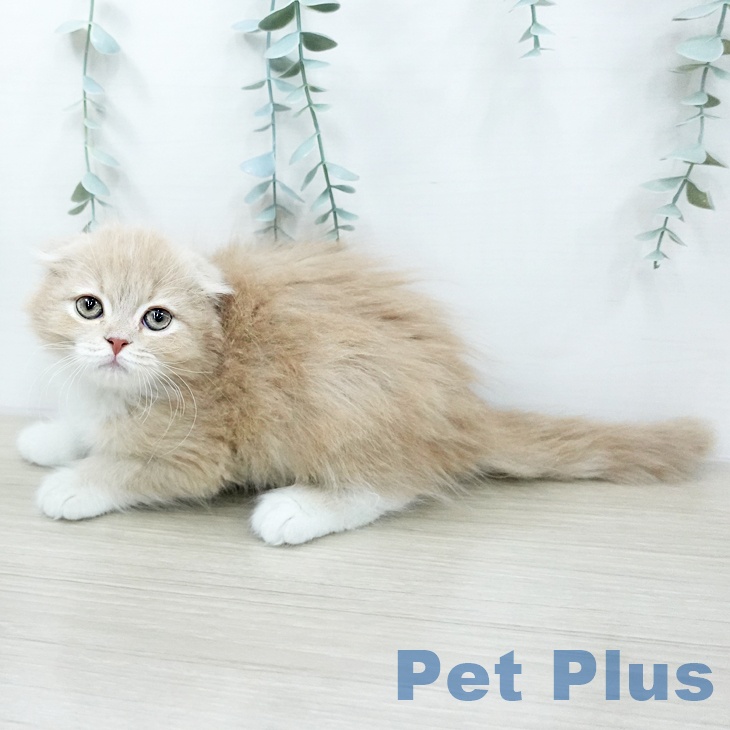 スコティッシュフォールドの写真2