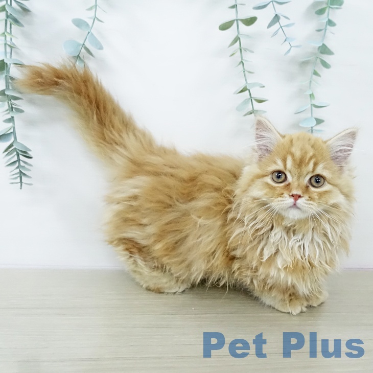 長野県のマンチカン (ペットプラス 松本店/2025年12月30日生まれ/男の子/レッドタビー)の子猫