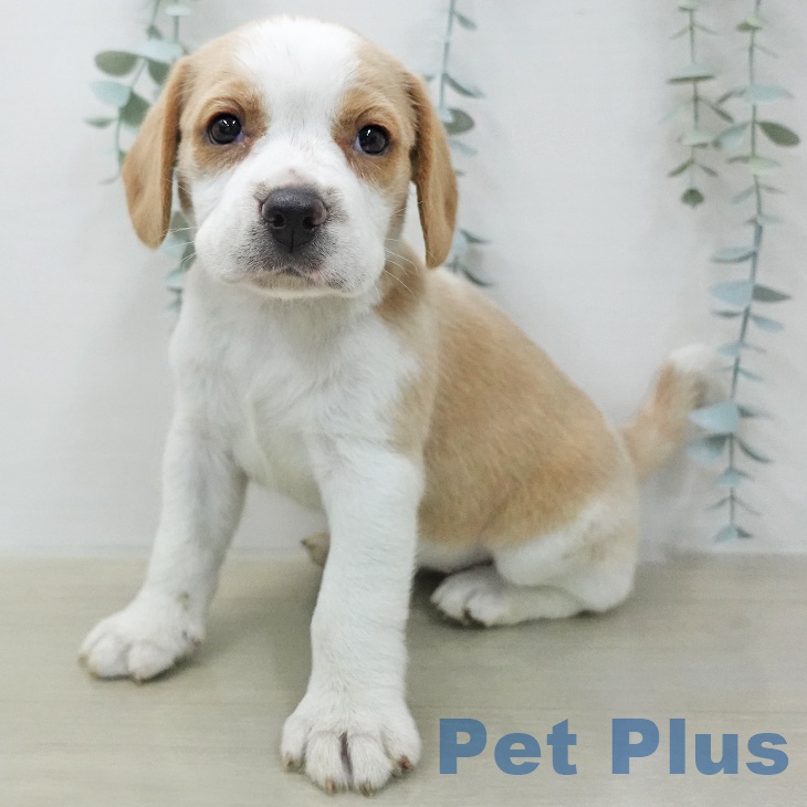 埼玉県のビーグル (ペットプラス 羽生店/2026年1月13日生まれ/女の子/レモンホワイト)の子犬の1枚目の画像