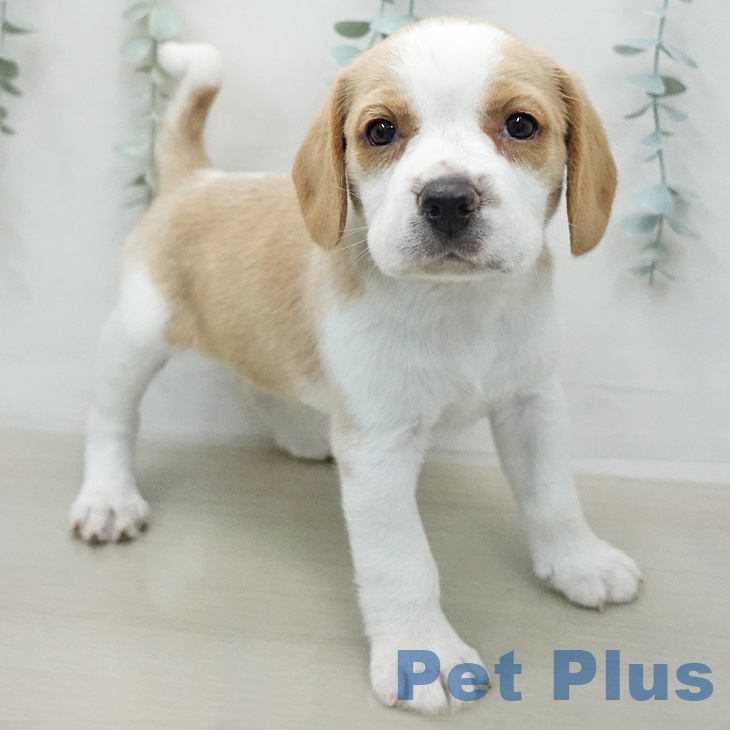 埼玉県のビーグル (ペットプラス 羽生店/2026年1月13日生まれ/女の子/レモンホワイト)の子犬の2枚目の画像