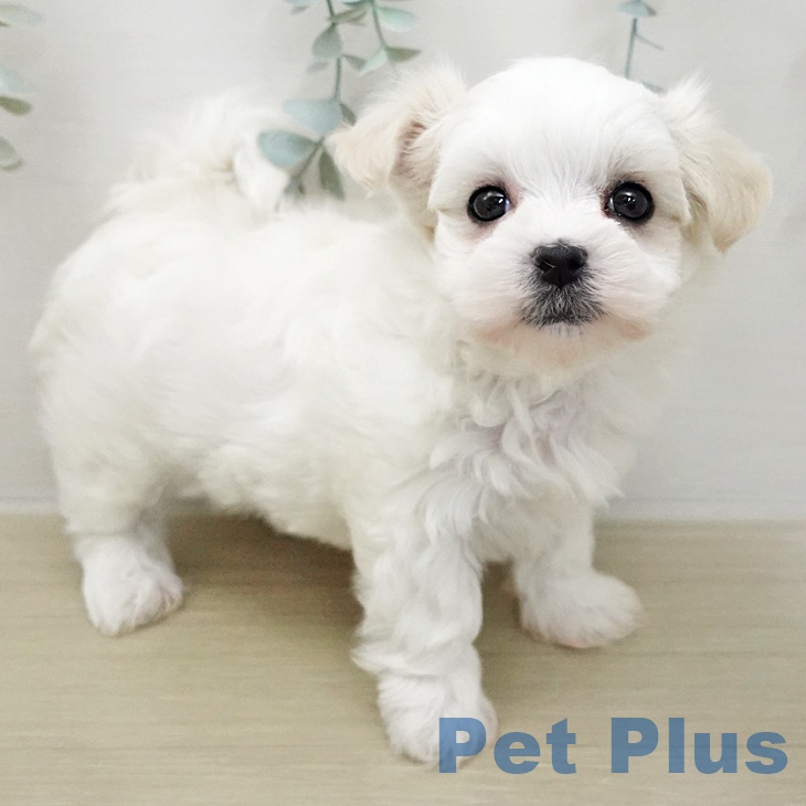 マルチーズの写真2