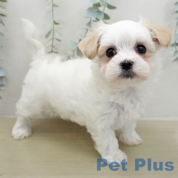 埼玉県のマルチーズ (ペッツワン 吉川美南店/2026年1月14日生まれ/女の子/ホワイト)の子犬の2枚目の画像