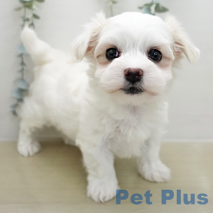 マルチーズの写真2