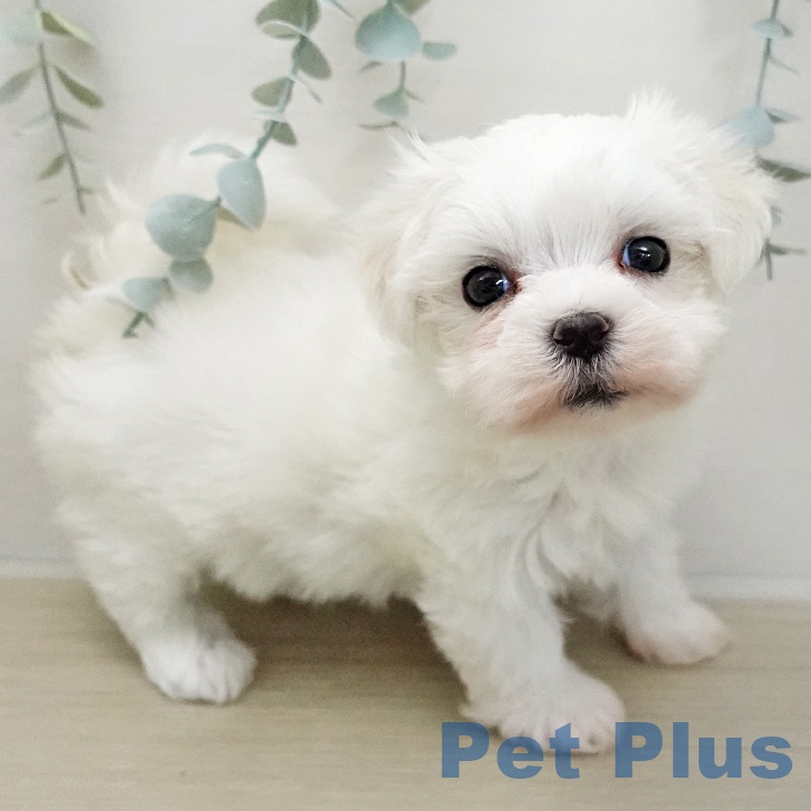 マルチーズの写真2