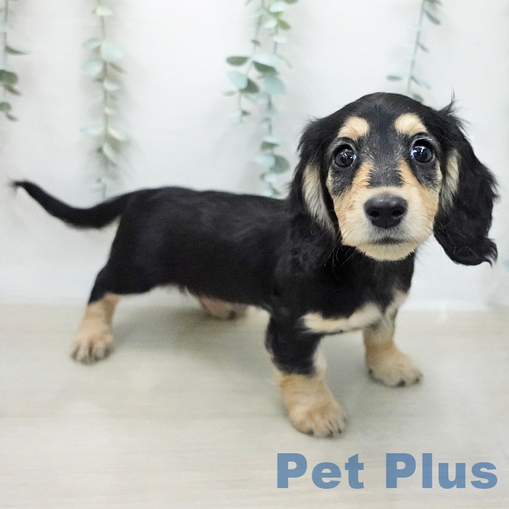 ミニチュア・ダックスフンドの写真2