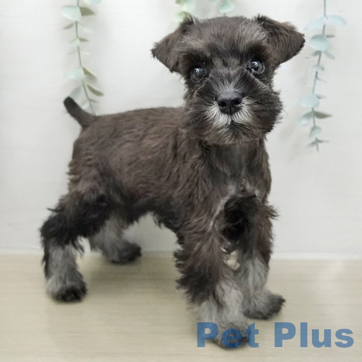 ミニチュア・シュナウザーの写真2