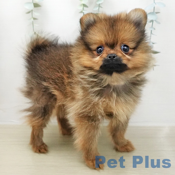 ポメラニアンの写真2