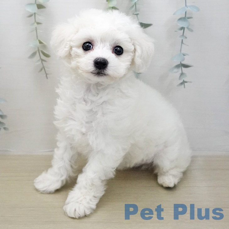 ビション・フリーゼ