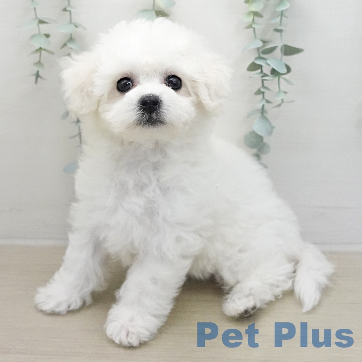 千葉県のビションフリーゼ (ペットプラス 幕張新都心店/2026年1月15日生まれ/女の子/ホワイト)の子犬の1枚目の画像