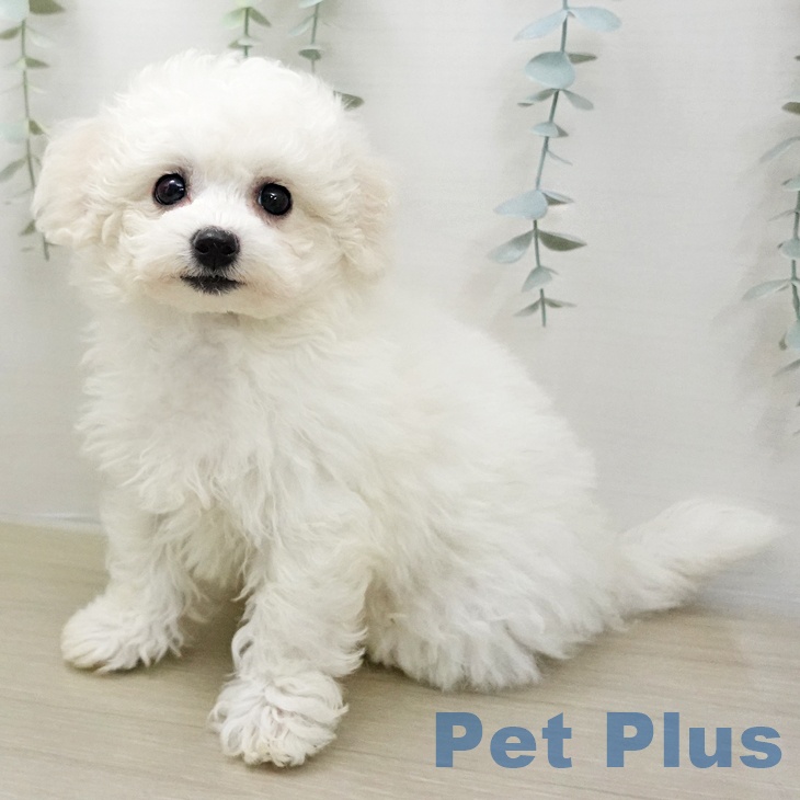 ビション・フリーゼ