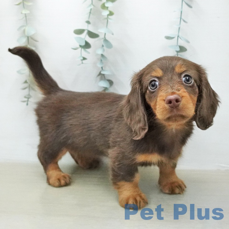 埼玉県のカニンヘンダックスフンド(ロング) (ペットプラス 上尾店/2026年1月14日生まれ/女の子/チョコレートタン)の子犬の1枚目の画像