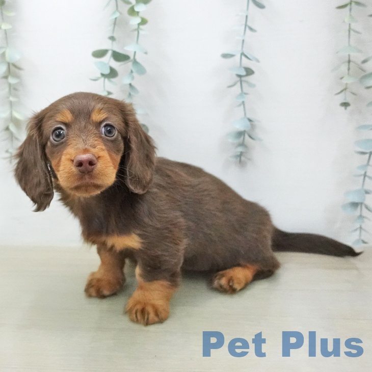 埼玉県のカニンヘンダックスフンド(ロング) (ペットプラス 上尾店/2026年1月14日生まれ/女の子/チョコレートタン)の子犬の2枚目の画像