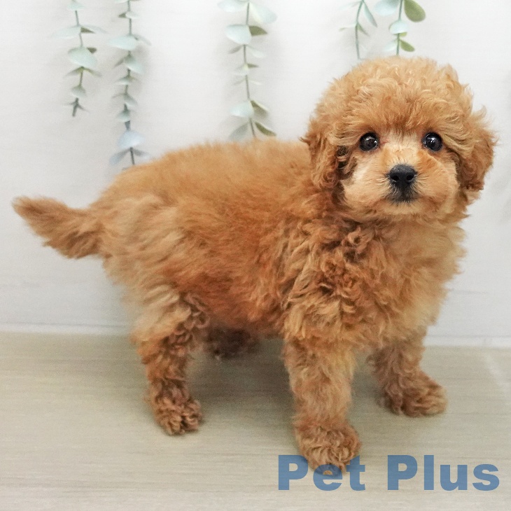 トイ・プードル