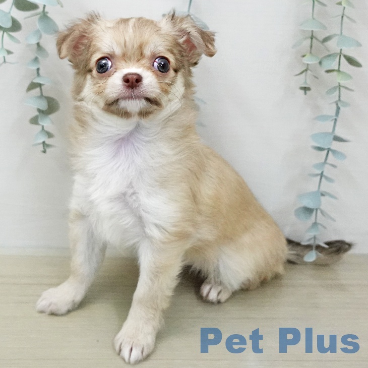 宮城県のチワワ(ロング) (ペットプラス 仙台泉大沢店/2026年1月15日生まれ/女の子/チョコレートフォーンホワイト)の子犬の2枚目の画像