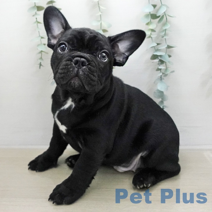 埼玉県のフレンチブルドッグ (ペットプラス ららぽーと富士見店/2026年1月6日生まれ/男の子/ブリンドル)の子犬の1枚目の画像