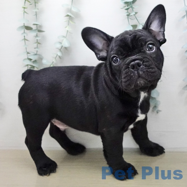 埼玉県のフレンチブルドッグ (ペットプラス ららぽーと富士見店/2026年1月6日生まれ/男の子/ブリンドル)の子犬の2枚目の画像