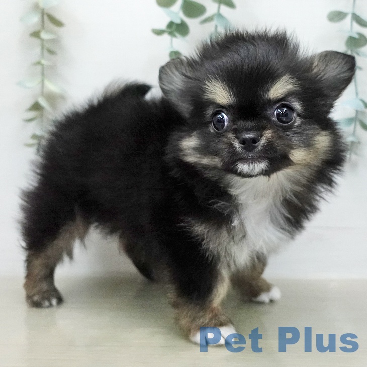 群馬県のチワワ(ロング) (ペットプラス イオンモール太田店/2026年1月15日生まれ/男の子/ブラックタンホワイト)の子犬の1枚目の画像