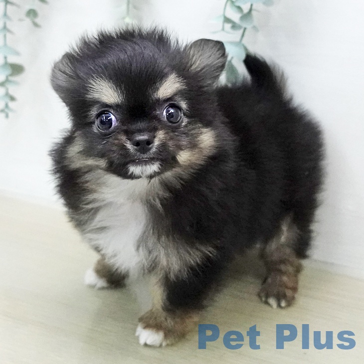 群馬県のチワワ(ロング) (ペットプラス イオンモール太田店/2026年1月15日生まれ/男の子/ブラックタンホワイト)の子犬の2枚目の画像