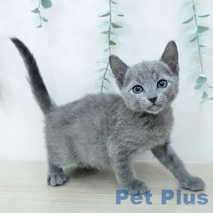 ロシアンブルー