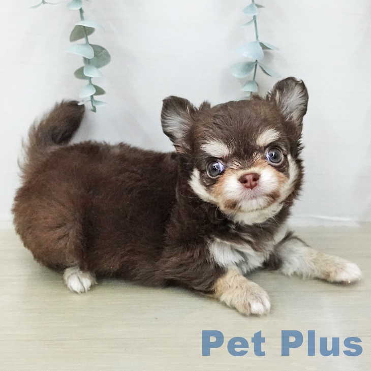 千葉県のチワワ(ロング) (ペッツワン 千葉ニュータウン店/2026年1月13日生まれ/男の子/チョコレートタン)の子犬の2枚目の画像
