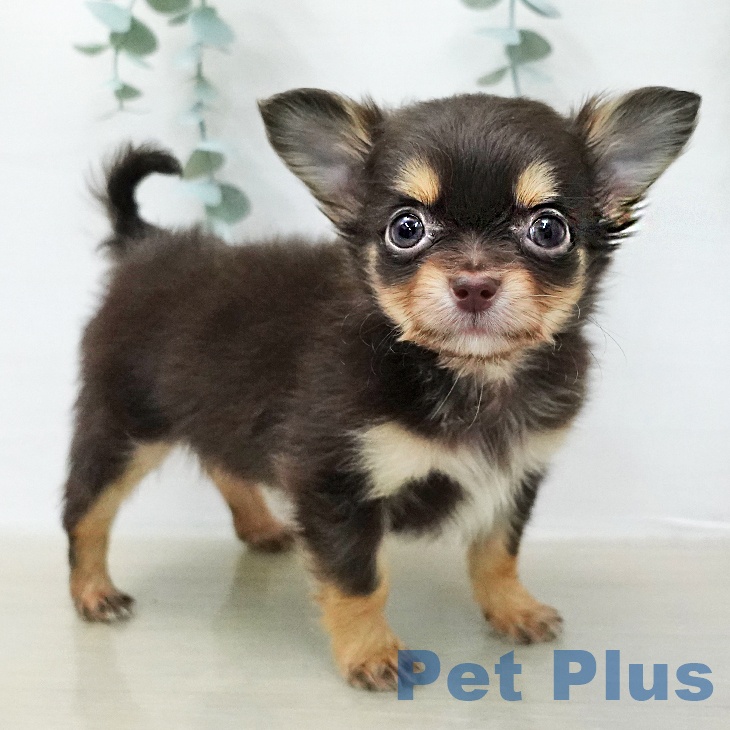 埼玉県のチワワ(ロング) (ペットプラス 川口店/2026年1月12日生まれ/男の子/チョコレートタン)の子犬の1枚目の画像