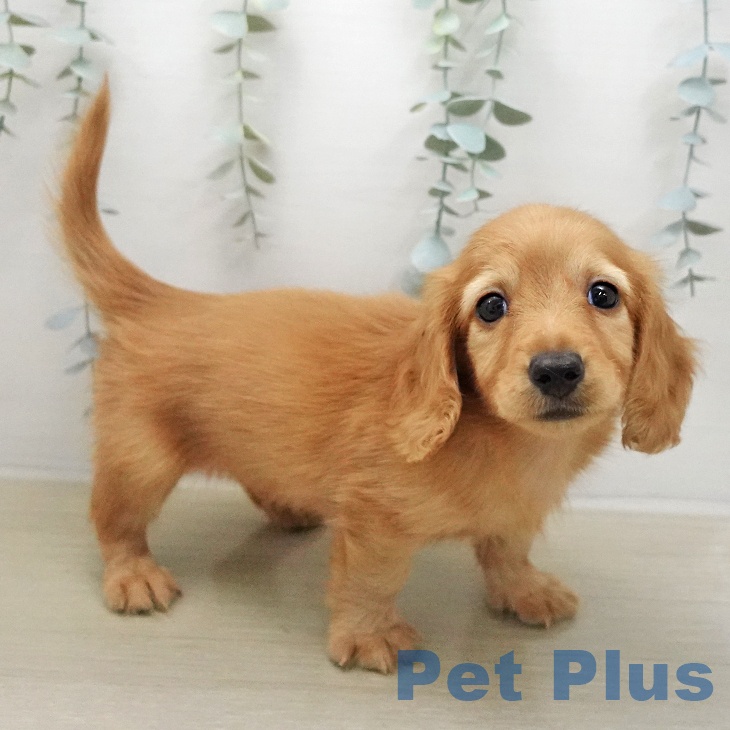 カニーンヘン・ダックスフンドの写真2