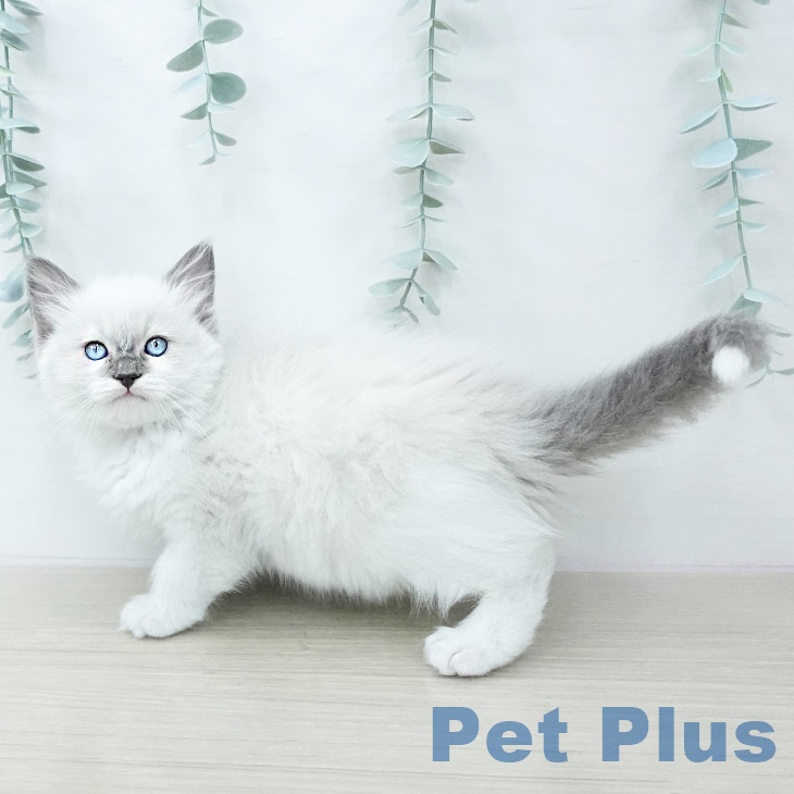 福島県のラグドール (ペットプラス 福島店/2026年1月13日生まれ/女の子/ブルーポイント)の子猫の1枚目の画像