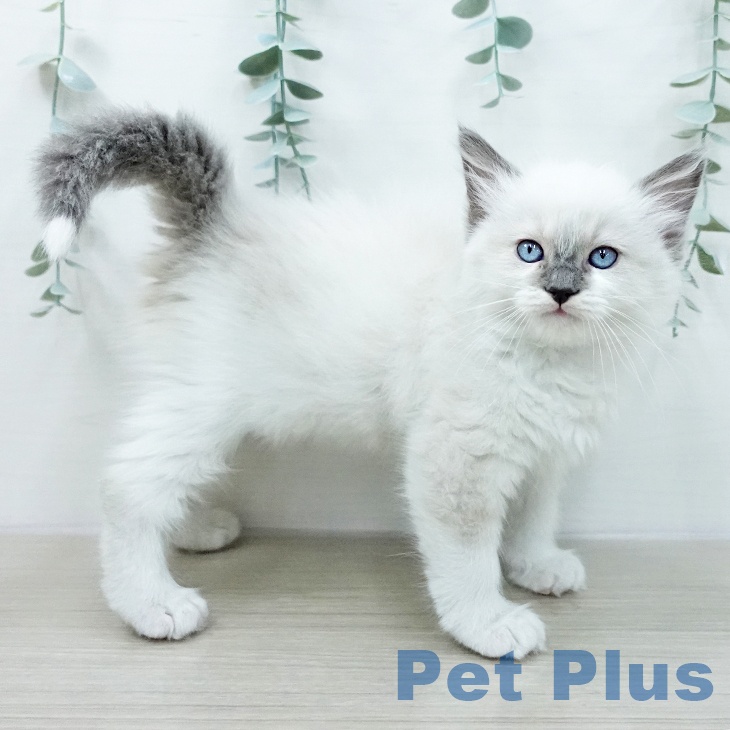 福島県のラグドール (ペットプラス 福島店/2026年1月13日生まれ/女の子/ブルーポイント)の子猫の2枚目の画像